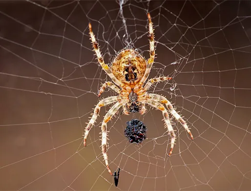 Dedetização de Aranhas no Jardim Itacolomi