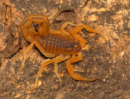 Dedetização de Escorpiões no Jardim Itacolomi