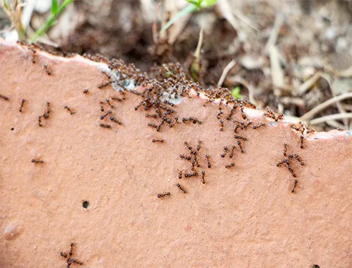 Dedetização de Formigas no Jardim Itacolomi