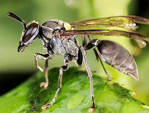 Dedetização de Marimbondos no Jardim Itacolomi