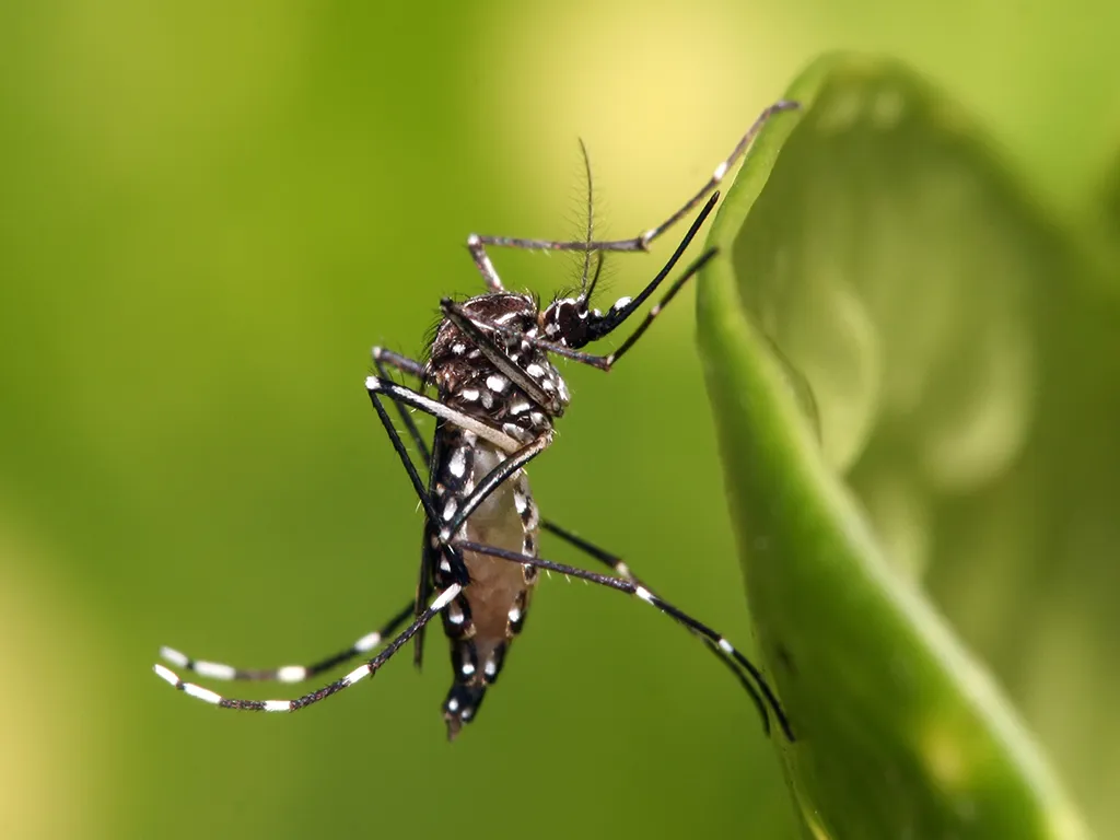 Dedetização de Mosquitos no Jardim Itacolomi