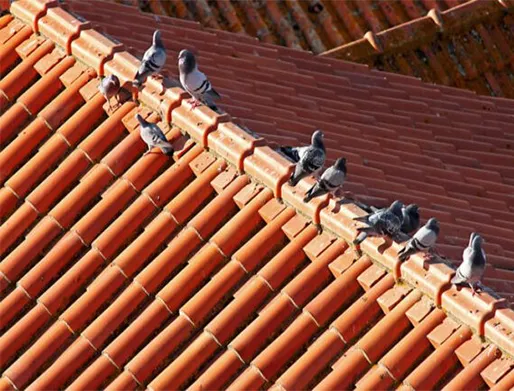 Dedetização de Pombos no Jardim Itacolomi