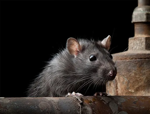 Dedetização de Ratos no Jardim Itacolomi